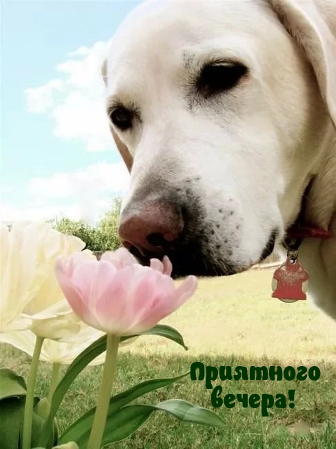Приятного вечера!