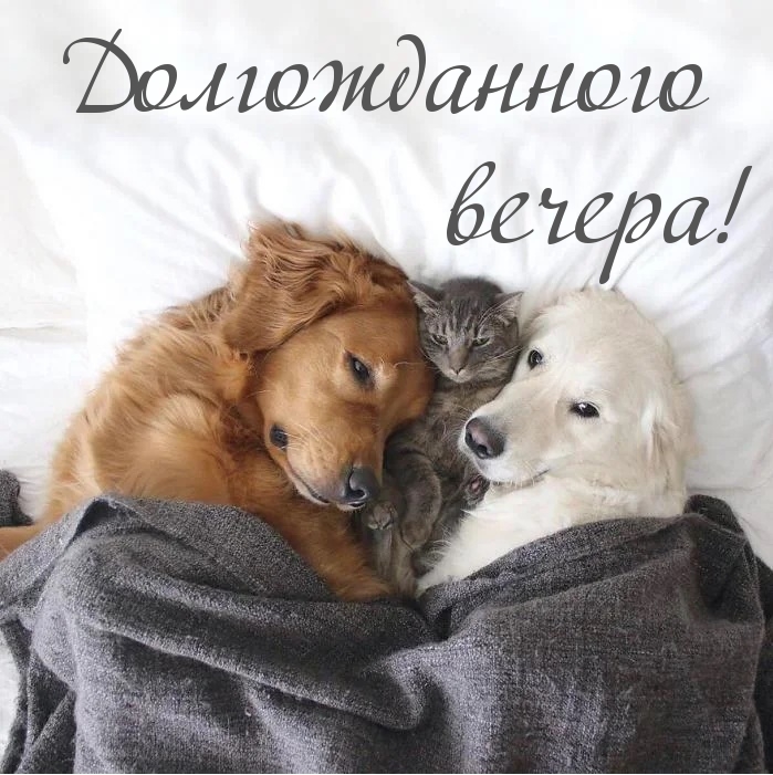 Долгожданного вечера!