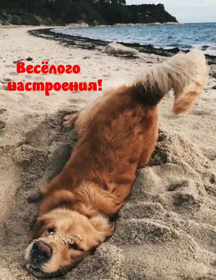 Весёлого настроения!