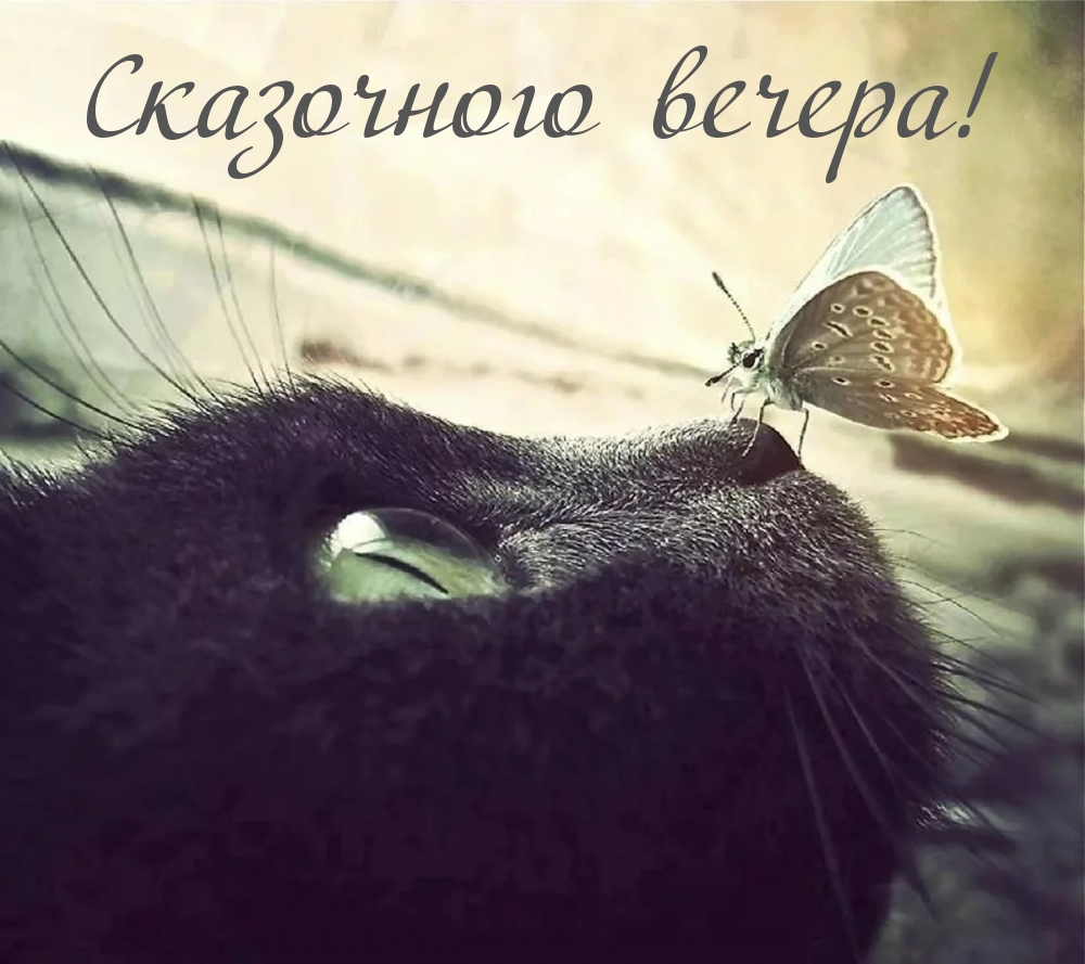 Сказочного вечера!