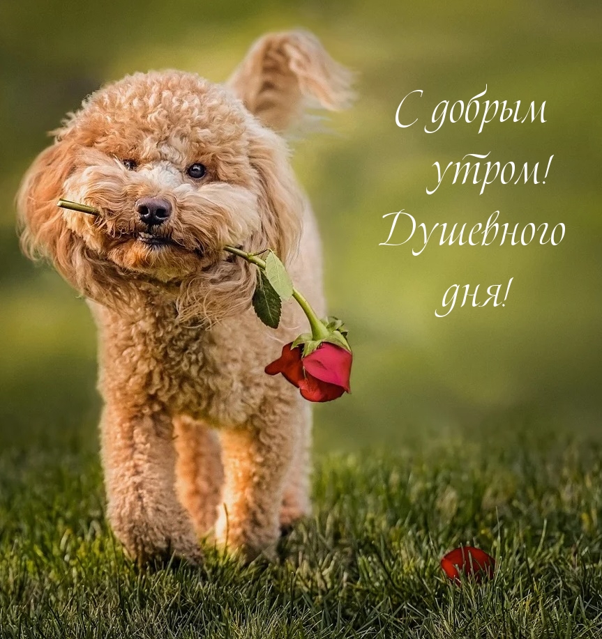С добрым утром! Душевного дня!
