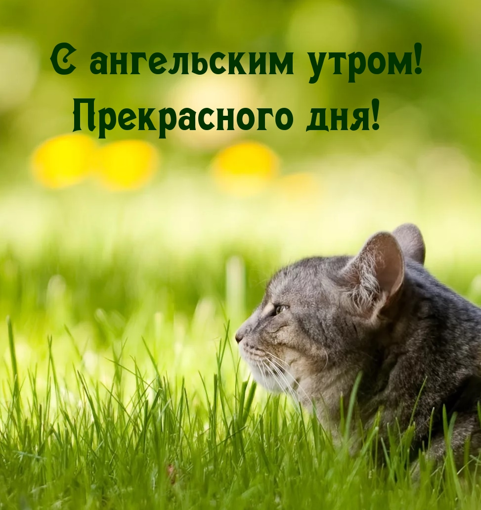 С ангельским утром! Прекрасного дня!