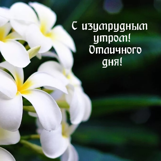 С изумрудным утром! Отличного дня!