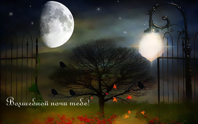 Волшебной ночи тебе!