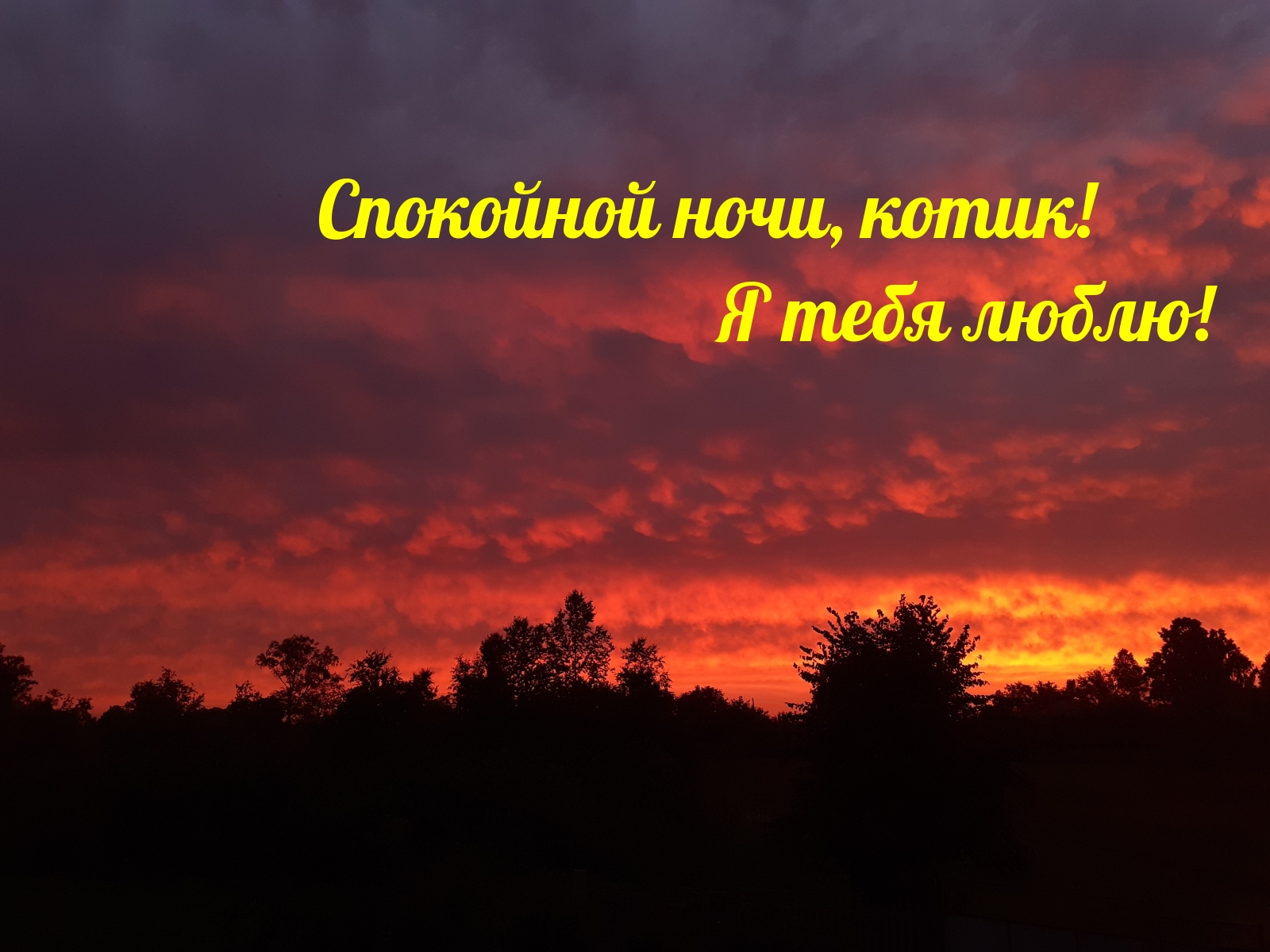 Спокойной ночи, котик! Я тебя люблю!