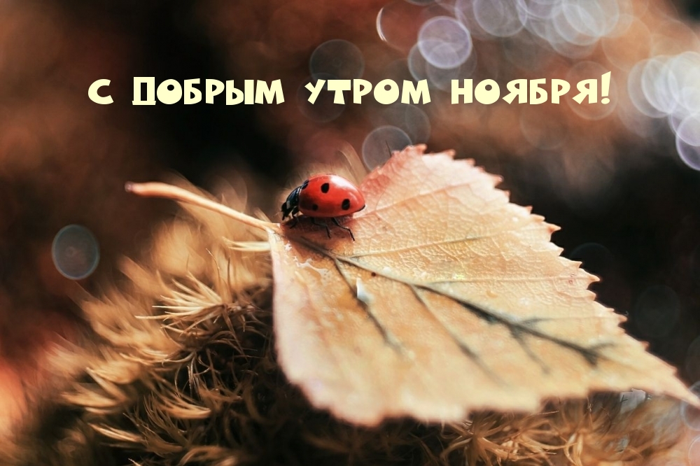 С добрым утром ноября!