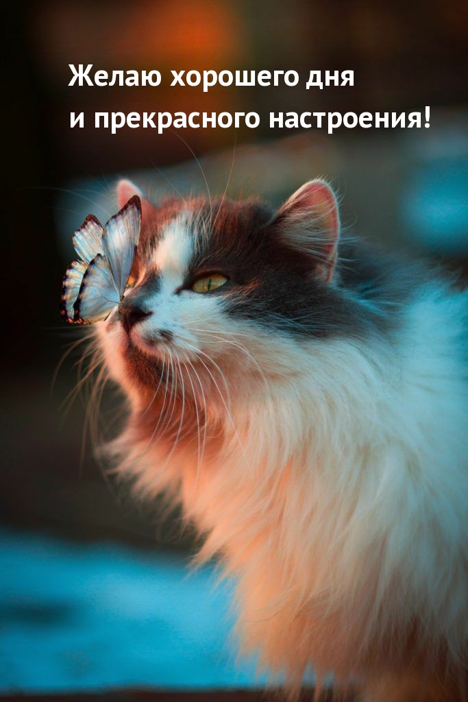 Желаю хорошего дня и прекрасного настроения!