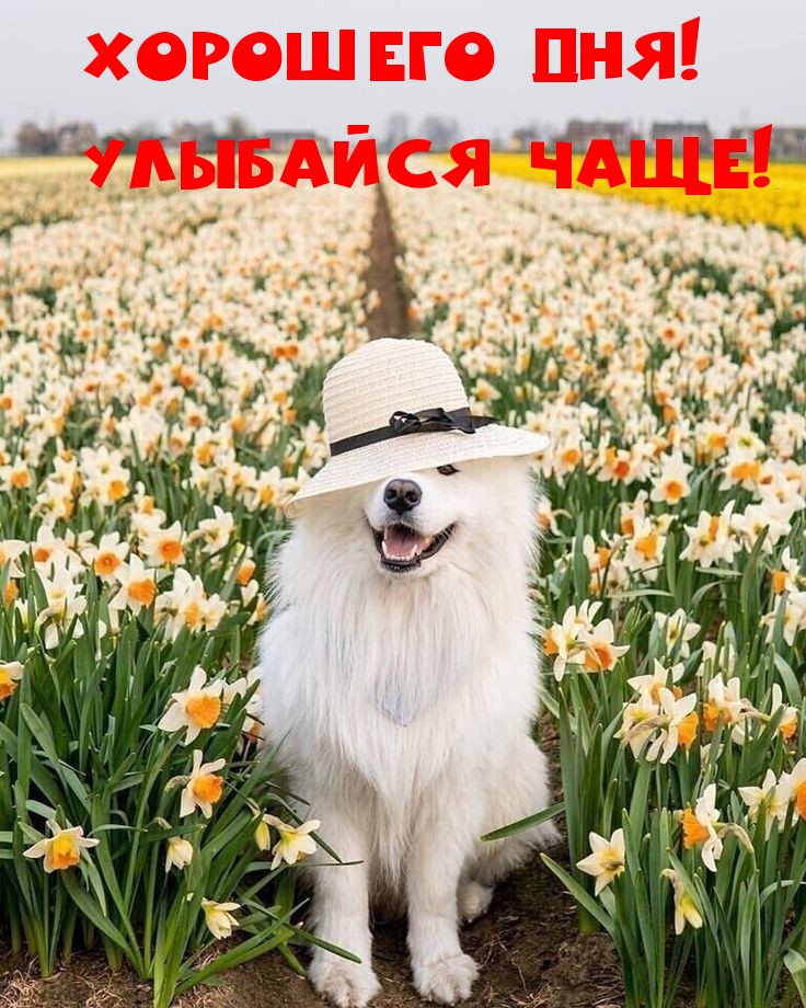 Хорошего дня! Улыбайся чаще!