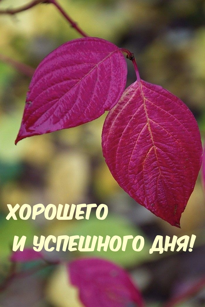 Хорошего и успешного дня!