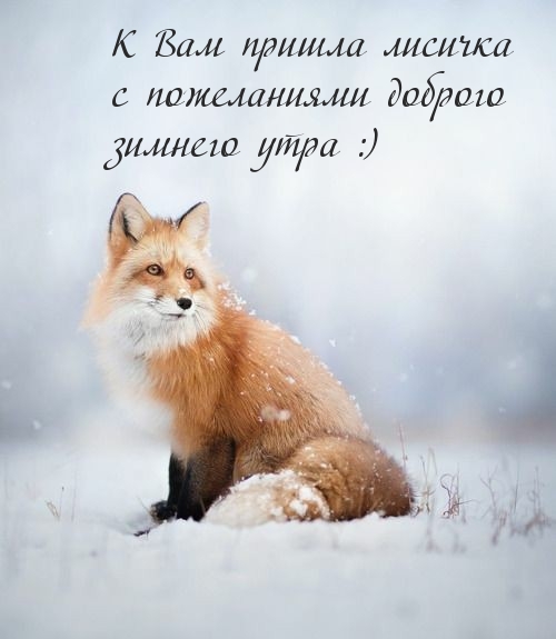 Лисичка с пожеланиями доброго зимнего утра