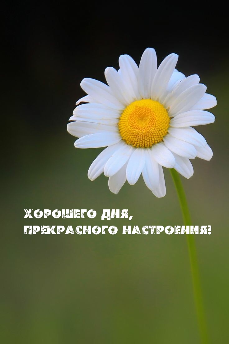 Хорошего дня, Прекрасного настроения!