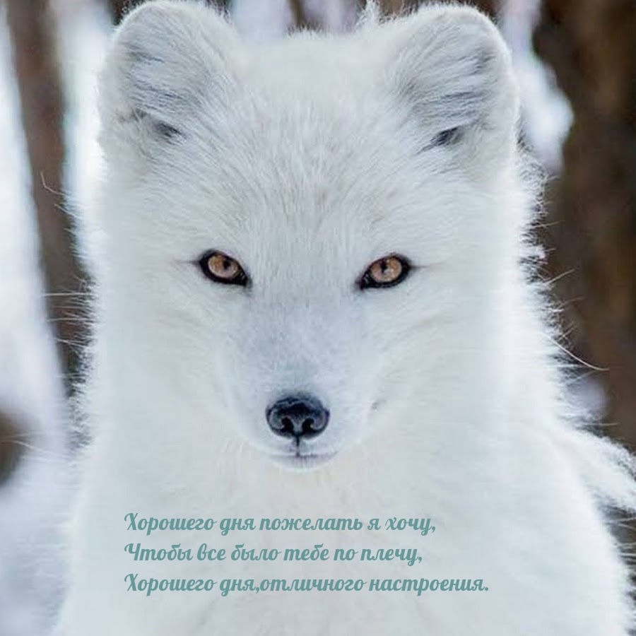 Хорошего дня пожелать я хочу!