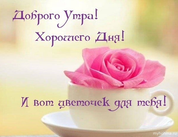 Доброго утра! Хорошего дня! И вот цветочек!