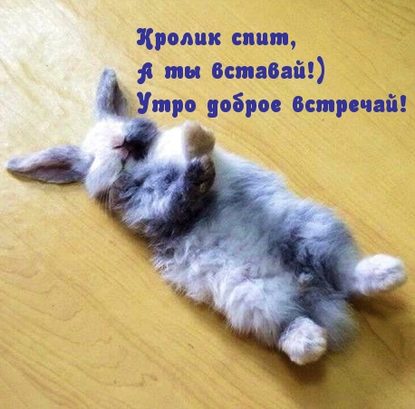 Кролик спит, А ты вставай!) Утро доброе встречай!