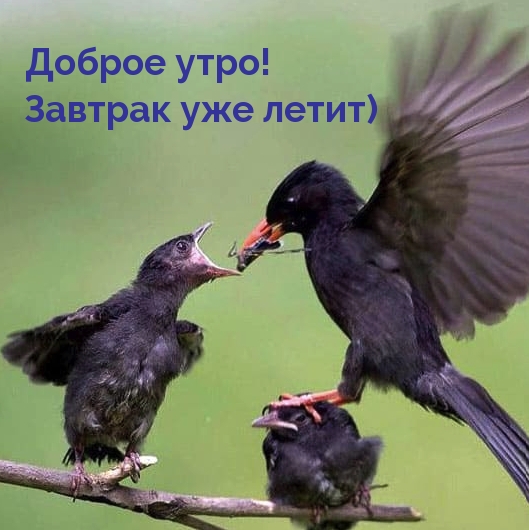 Доброе утро! Завтрак уже летит)