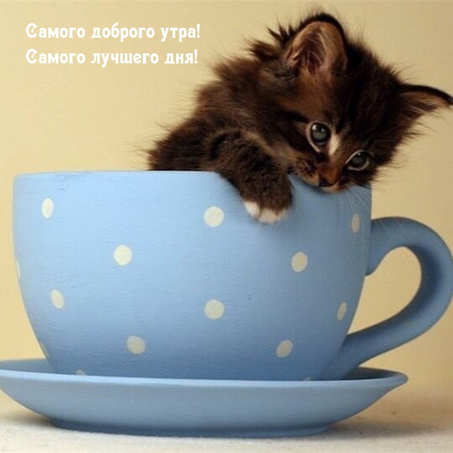Самого доброго утра! Самого лучшего дня!