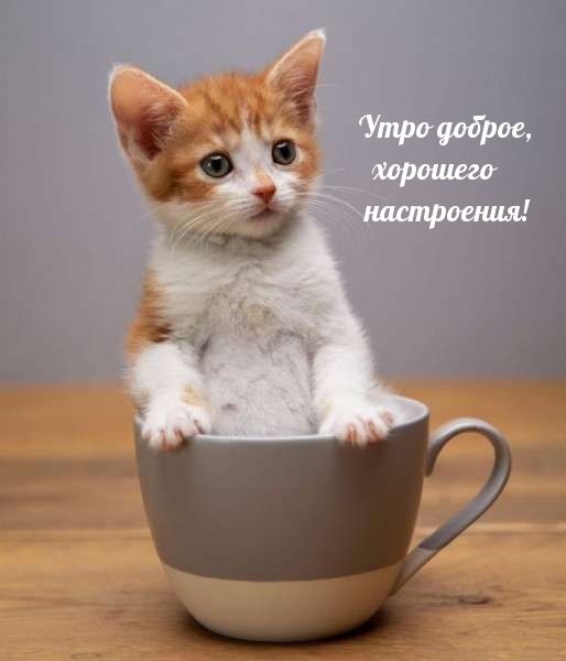 Утро доброе, хорошего настроения!