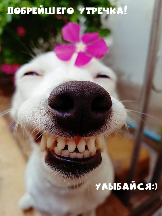Добрейшего утречка! Улыбайся:)