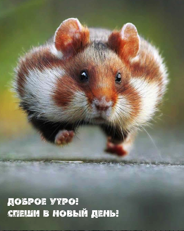 Доброе утро! Спеши в новый день!