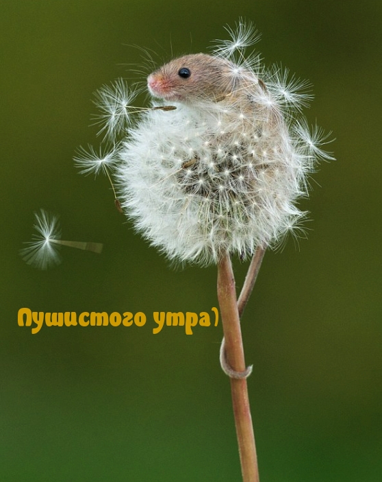 Пушистого утра)