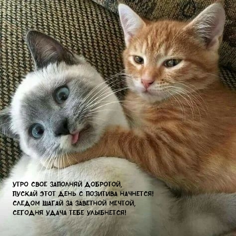 Утро свое заполняй добротой!