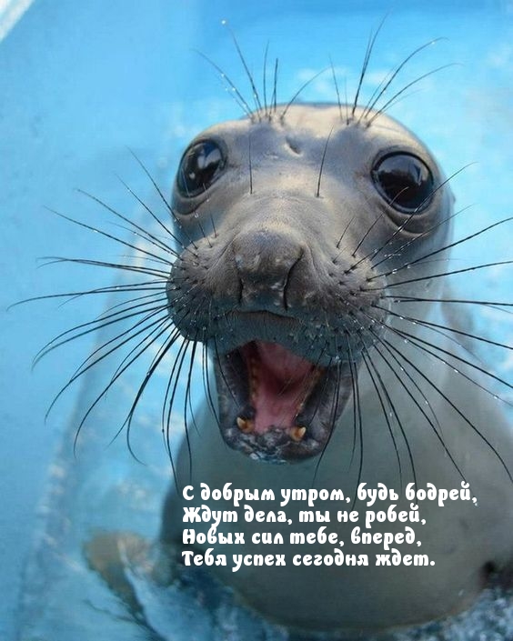 С добрым утром, будь бодрей
