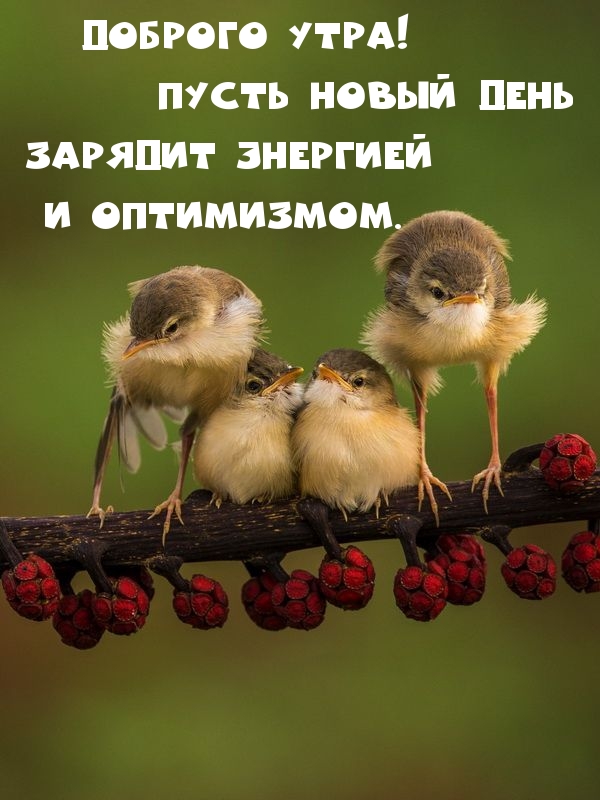 Пусть новый день зарядит энергией и оптимизмом