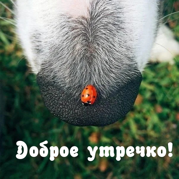 Доброе утречко!