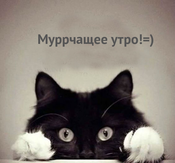 Муррчащее утро!=)