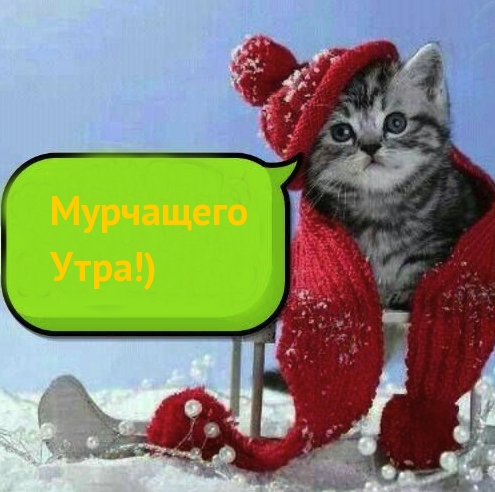 Мурчащего Утра!)