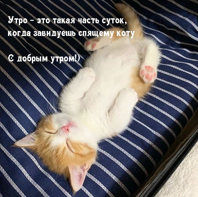Утро — это такая часть суток, когда завидуешь спящему коту