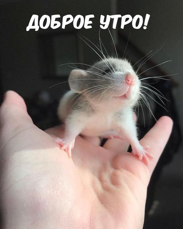 Доброе утро!