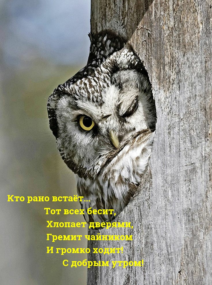 Кто рано встаёт… Тот всех бесит!