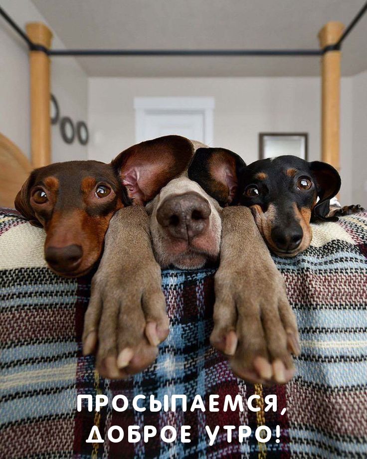 Просыпаемся, доброе утро!