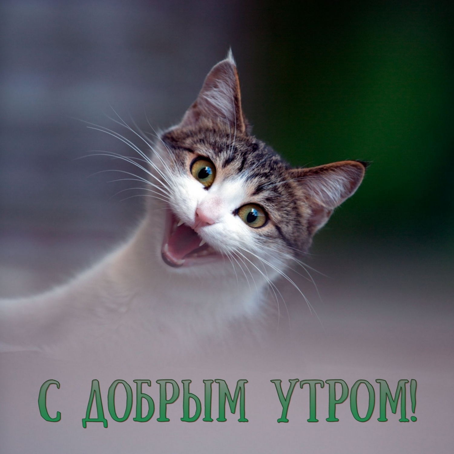 С добрым утром!