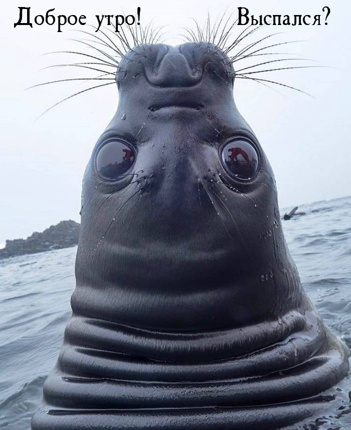 Доброе утро! Выспался?