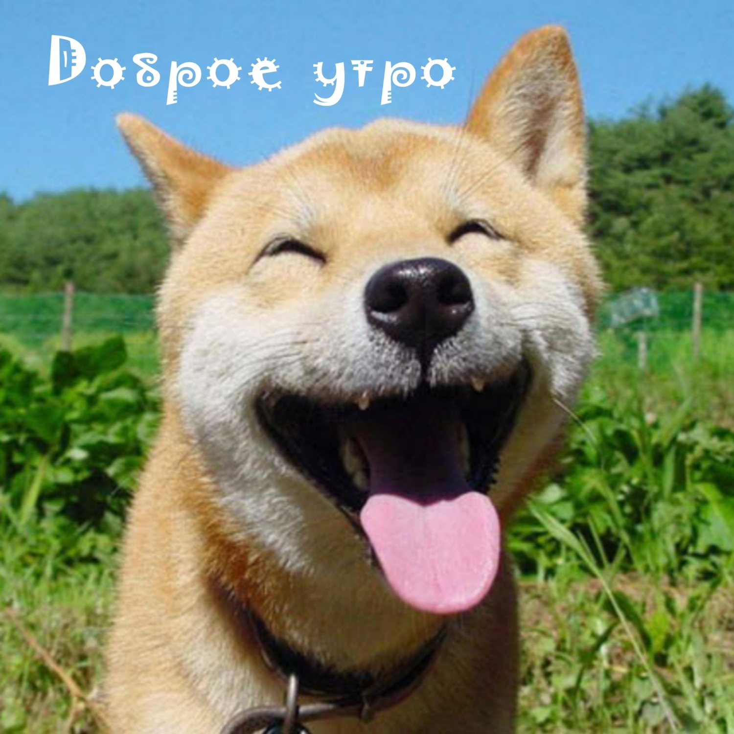 Доброе утро