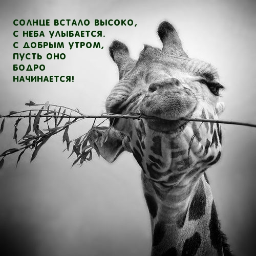 Солнце встало высоко, С добрым утром!