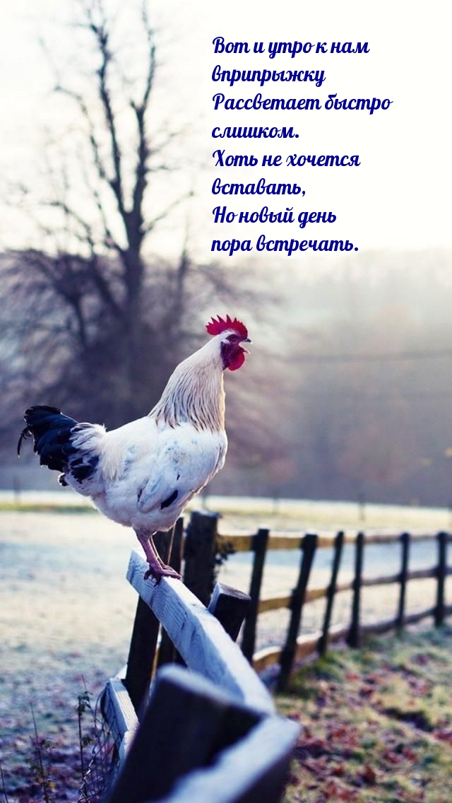 Вот и утро к нам вприпрыжку