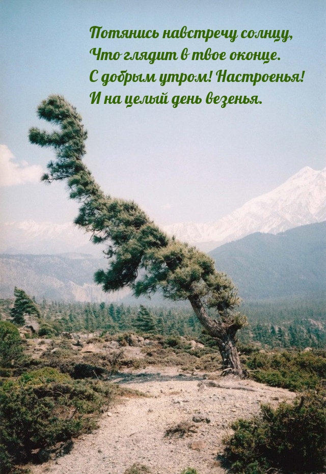 Потянись навстречу солнцу! С добрым утром! Настроенья!