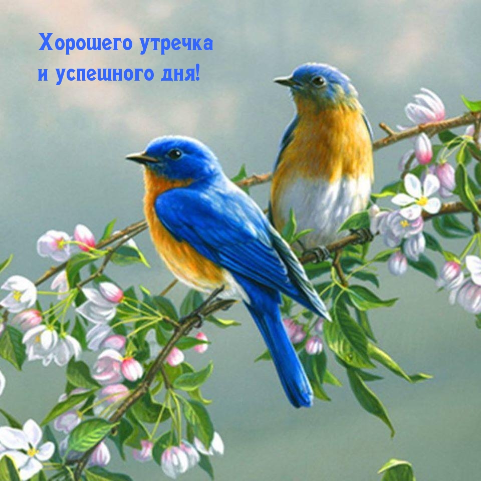 Хорошего утречка и успешного дня!