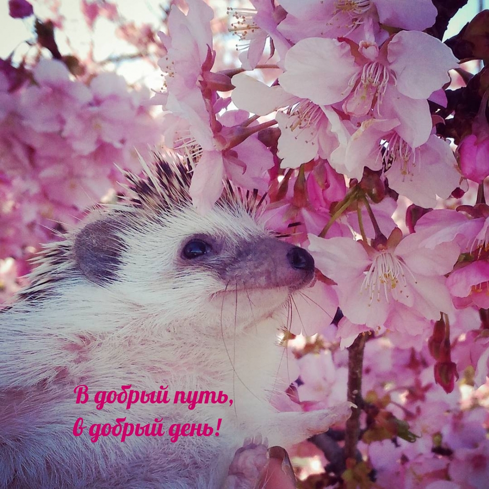 В добрый путь, в добрый день!