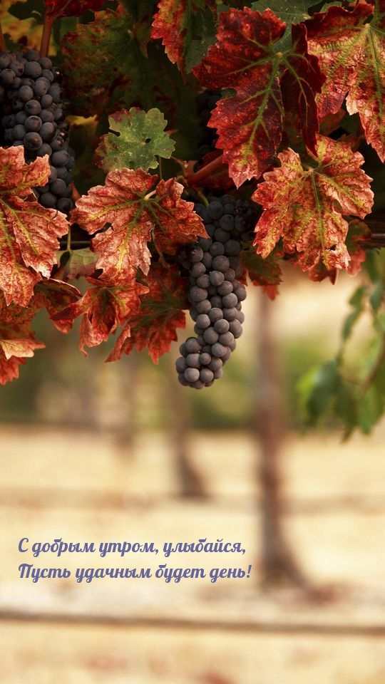 С добрым утром, улыбайся, Пусть удачным будет день!