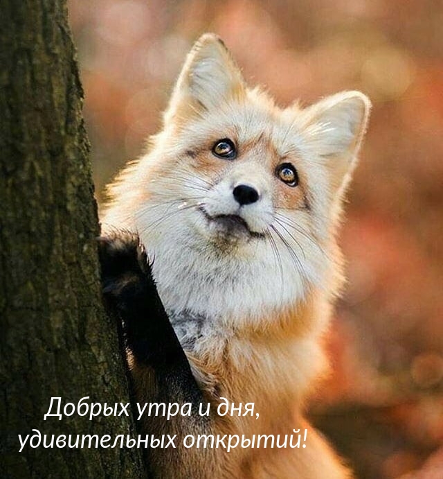 Добрых утра и дня, удивительных открытий!