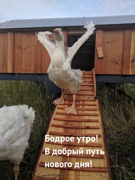 Бодрое утро! В добрый путь нового дня!