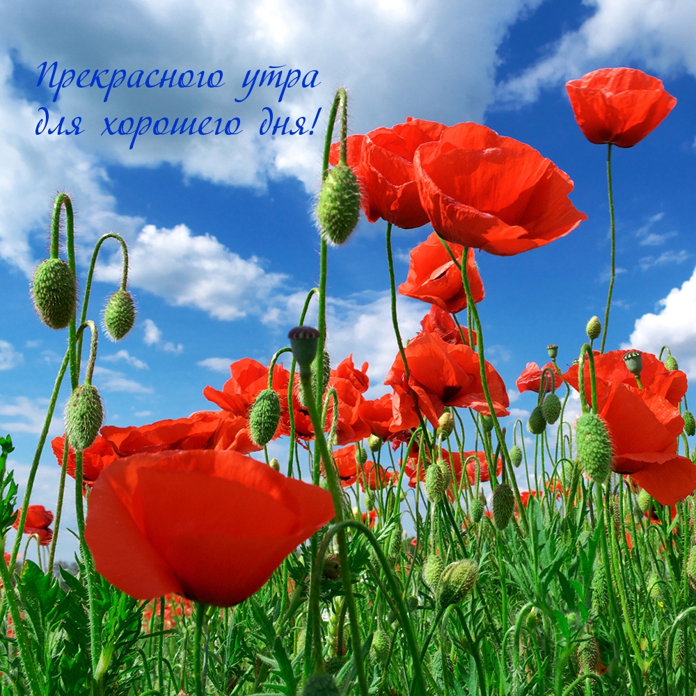 Прекрасного утра для хорошего дня!
