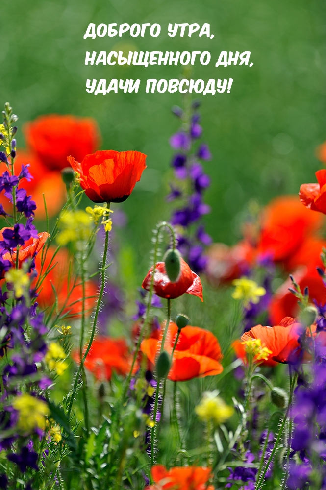 Доброго утра, насыщенного дня, удачи повсюду!