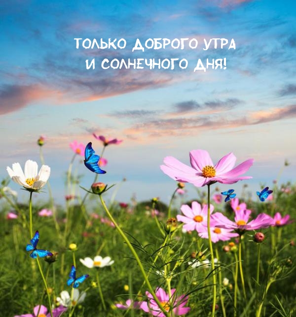 Только доброго утра и солнечного дня!