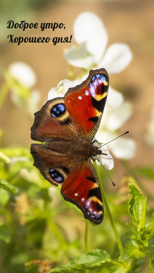 Доброе утро, Хорошего дня!