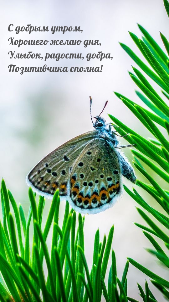 С добрым утром, Хорошего желаю дня!